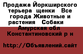 Продажа Йоркширского терьера, щенки - Все города Животные и растения » Собаки   . Амурская обл.,Константиновский р-н